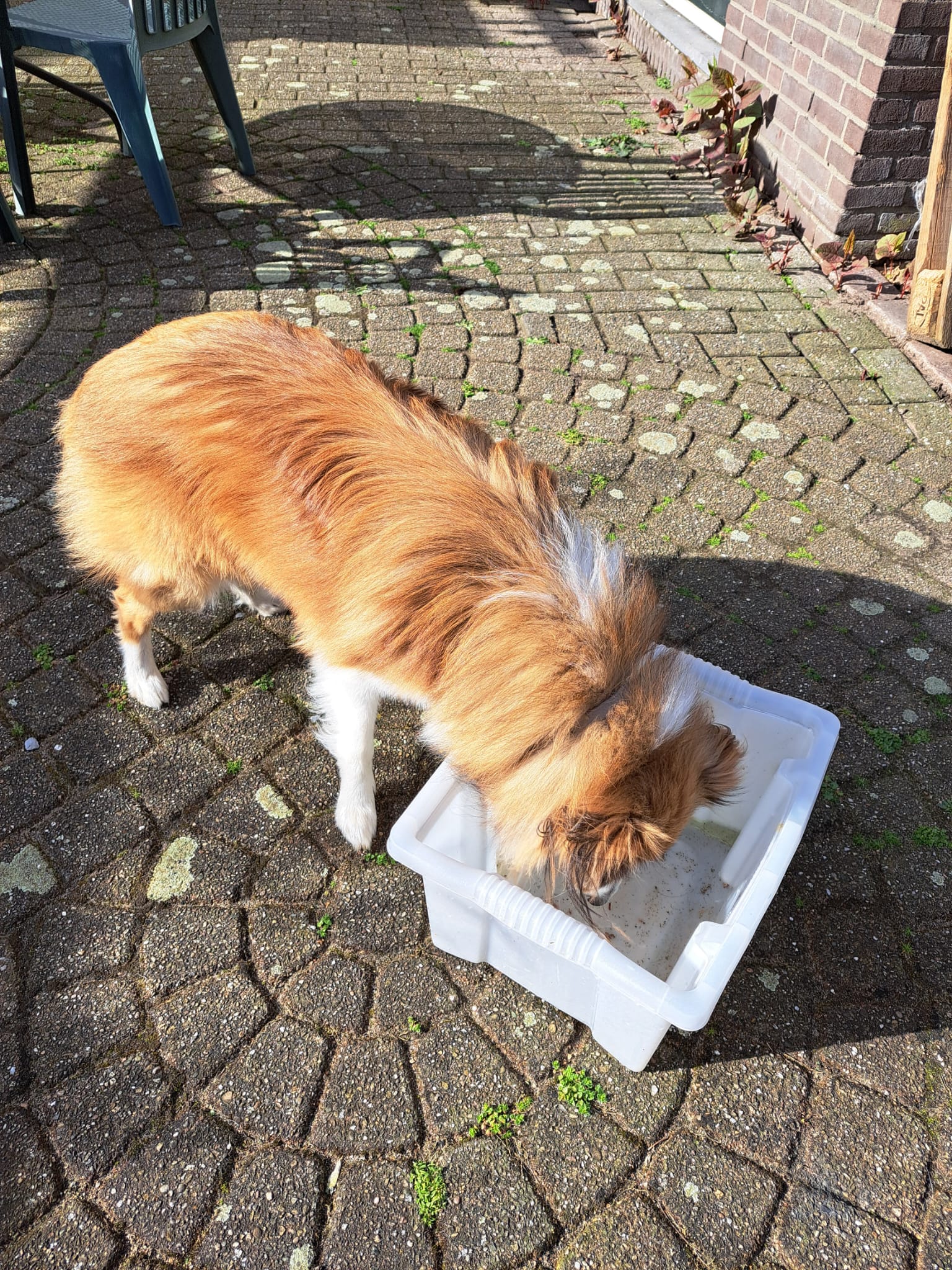 NIEUW!! DOPAMINEBOX TRAINING 4 lessen start 25-04 11:10 Utrecht - Afbeelding 2