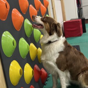 Nieuw Basiscursus detectie 6 lessen